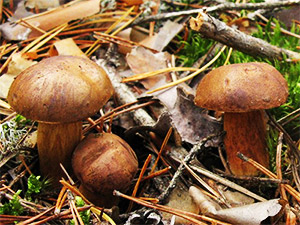 Польские грибы.